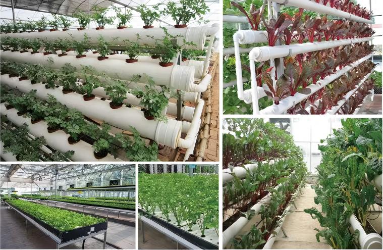 Hydroponic cultivation